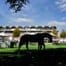 Goodwood Tips: Buick double on the cards?